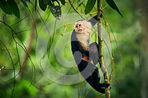 Black monkey sitting on tree branch in the dark tropic forest. White-headed Capuchin, little monkey from rainforest. Wildlife