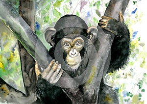 Black monkey sitting on a tree. Chimpanzee. Watercolor illustration