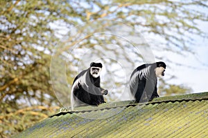 Black monkey with white face