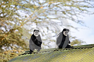 Black monkey with white face