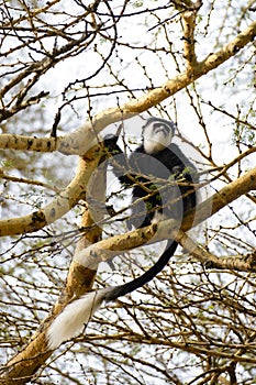Black monkey with white face