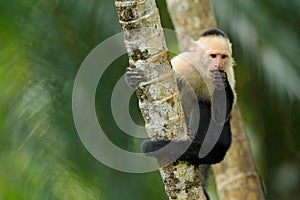 Black monkey White-headed Capuchin sitting on the tree branch in the dark tropic forest. Cebus capucinus in gree tropic vegetation