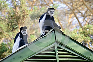 black monkeys with white face