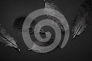 Black monochrome pattern background with ostrich feathers