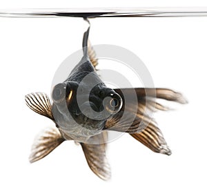 Black moor, Carassius auratus, in front of white background