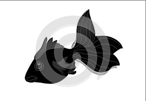 Black Moor Goldfish