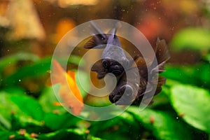 Black moor goldfish and common  goldfish in freshwater aquarium