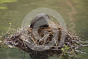 A black moorhen - Front view