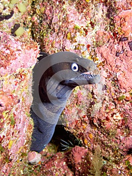 Black moray, Muraena Augusti, in natural underwater habitat