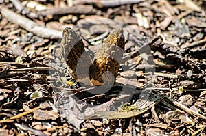 Black Morel or Morchella conica