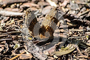 Black Morel or Morchella conica