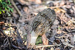 Black Morel or Morchella conica