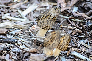 Black Morel or Morchella conica