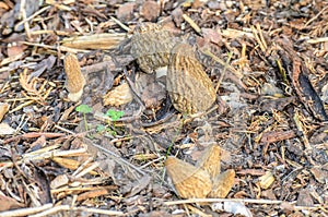 Black Morel or Morchella conica