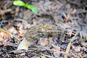 Black Morel or Morchella conica