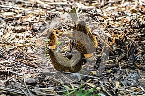 Black Morel or Morchella conica