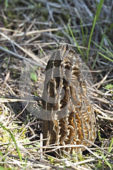 The Black Morel Morchella elata is an edible mushroom photo