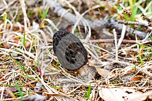 Black morel Morchella elata fruit during spring on soil.