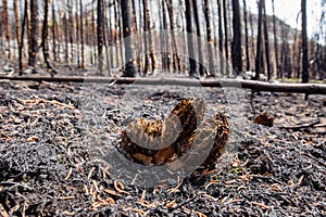 Black Morel Morchella elata grow after forest fire