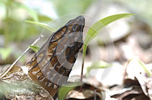 Black Morel Mushroom