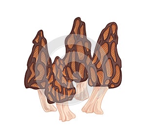 Black morel mushroom with honeycomb pits and ridges. Edible forest fungi. Organic vegetarian fungus. Natural vegan food