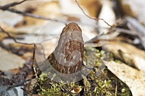 Black Morel Mushroom
