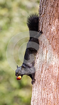 Black-morph Eastern Gray Squirrel holding hazelnut with its teeth