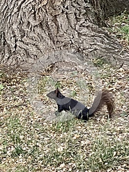 Black Morph of Gray Squirrel
