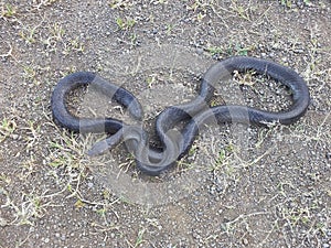 Black morph of indian rat snake, Ptyas mucosa, Satara, Maharashtra