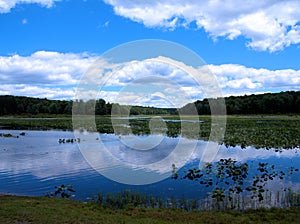 Black Moshannon Bog