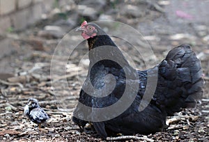 BLACK MOTHER HEN AND CHICK SITTING