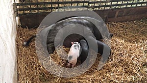 Black mother pig with piglets