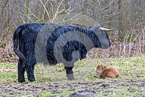 Black mother scottish highlander cow with brown calf