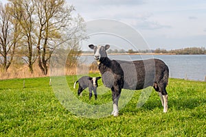 Black mother sheep poses for the photographer with her newborn lamb in the background