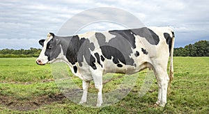 Black mottled cow, friesian holstein, in the Netherlands, standing on green grass in a field, horizon and a blue sky
