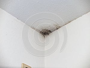 Black Mould in a Corner of a Domestic Room