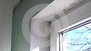 Black Mould on Walls. Causes, Symptoms, Prevention and Treatment
