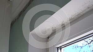 Black Mould on Walls. Condensate dampness black mold on window, walls and curtains. The spores of black toxic mould