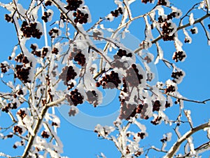 Black mountain ash berries in snow