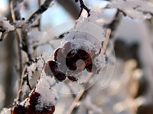 Black mountain ash berries in snow