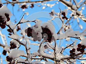 Black mountain ash berries in snow