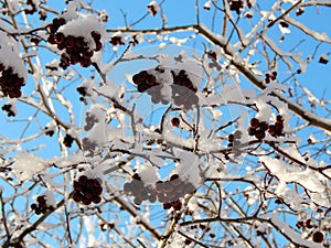 Black mountain ash berries in snow