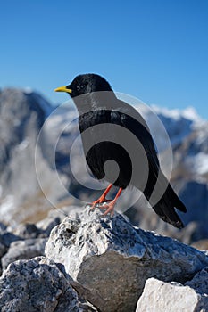 Black mountain bird