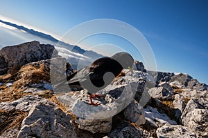 Black mountain bird photo