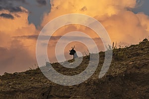 Black mountain goat in the Altai mountains with the stunning red stormy sky