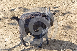 Black mountain goat with a goatling in the zoo`s aviary