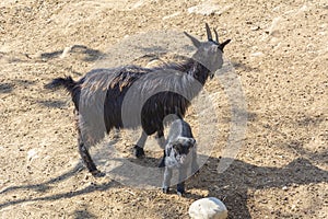 Black mountain goat with a goatling in the zoo`s aviary