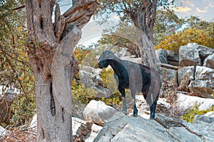 Black mountain goat in its natural habitat. Mountain goat on the background of picturesque rocks and vegetation in autumn