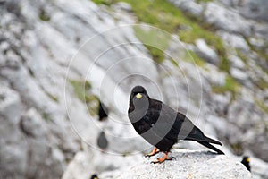 Mountain Jackdaw