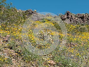 Black Mountains in Western Arizona, Spring wildflowers